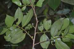 Eurya nitida